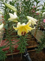 [4559 VH35 Sedona No01.JPG]